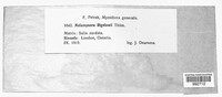 Melampsora bigelowii image